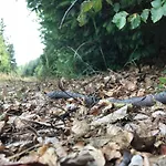 Germina オーバーホーフ